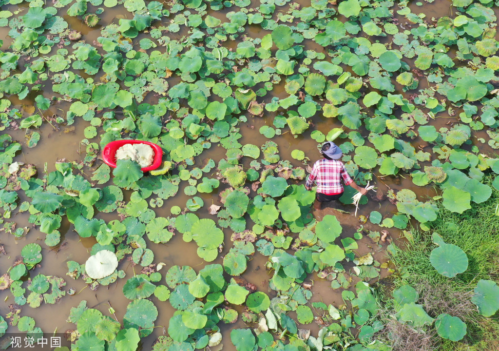 小满时节 农民抢抓农时进行劳作