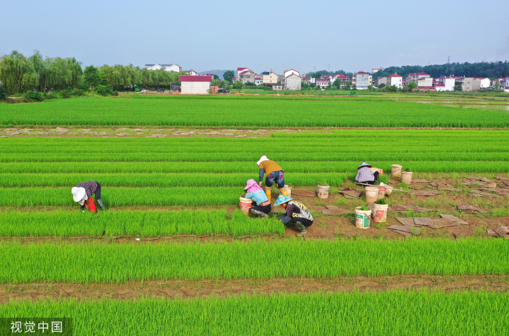 小满时节 农民抢抓农时进行劳作