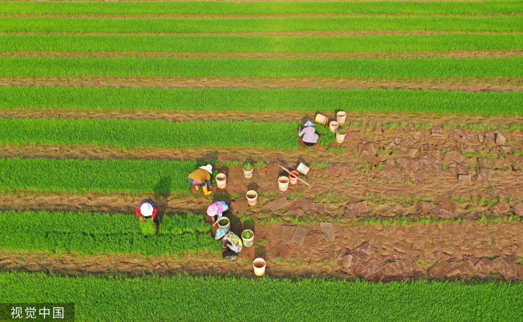 小满时节 农民抢抓农时进行劳作