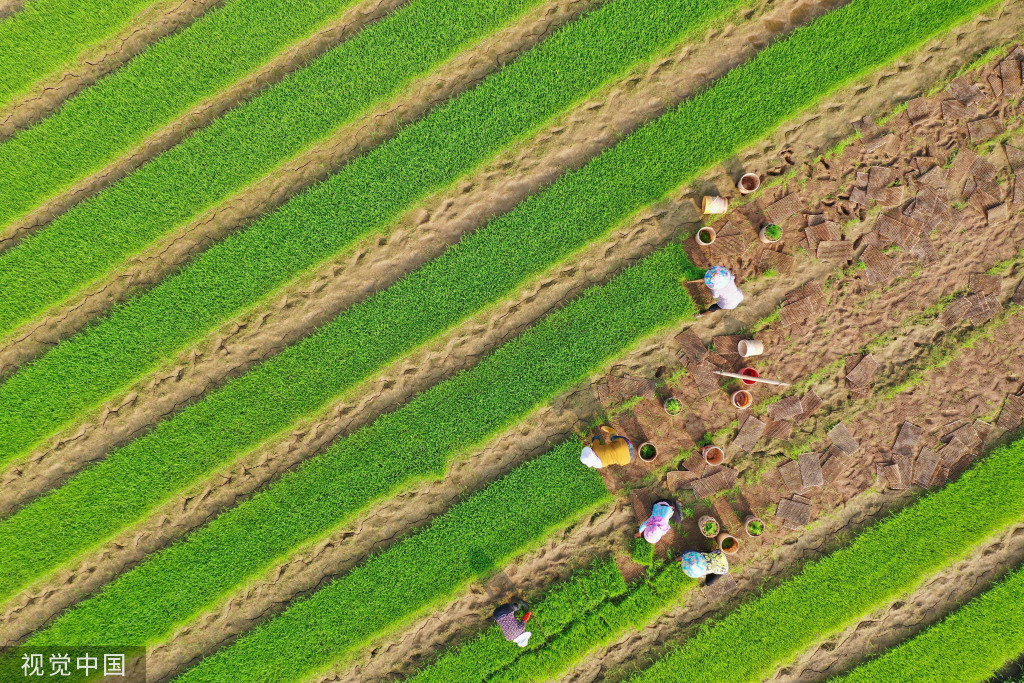 小满时节 农民抢抓农时进行劳作