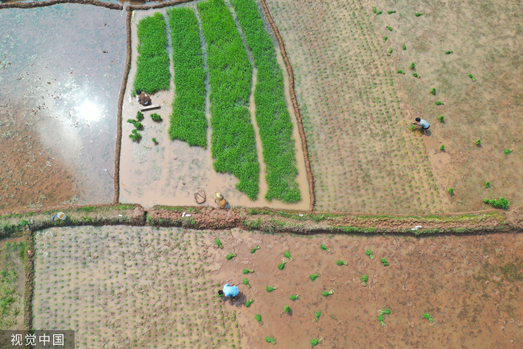 小满时节 农民抢抓农时进行劳作