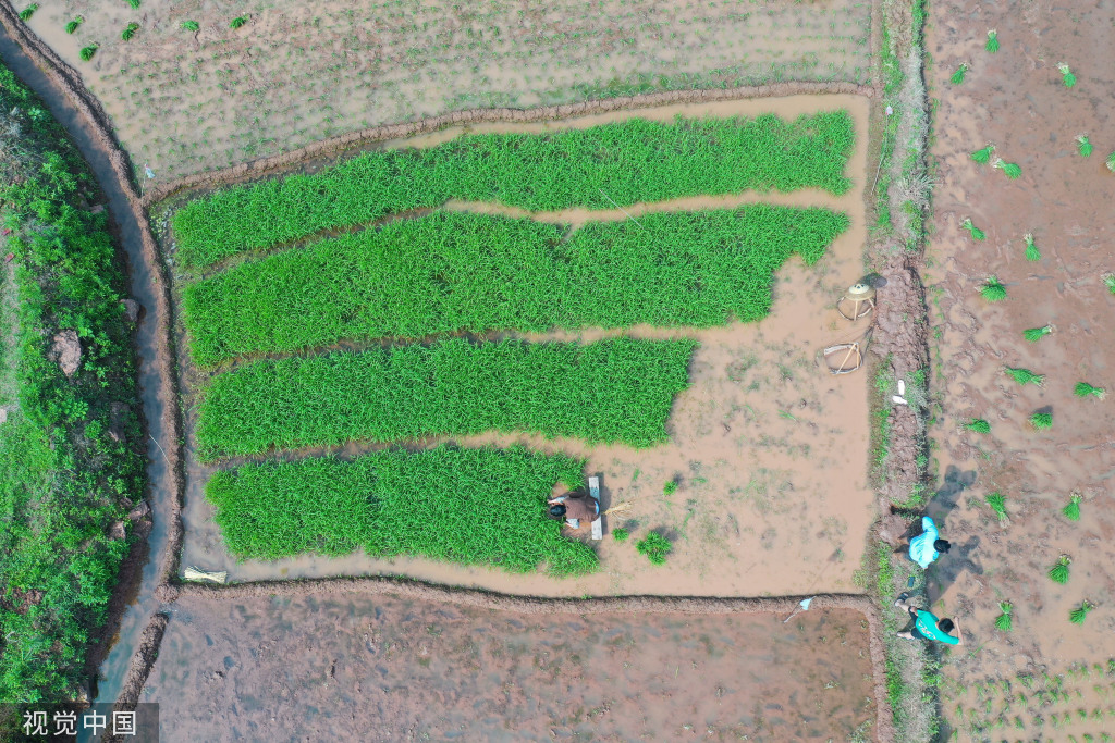 小满时节 农民抢抓农时进行劳作