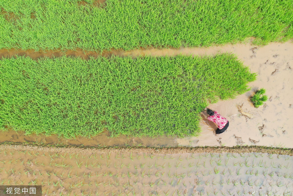 小满时节 农民抢抓农时进行劳作