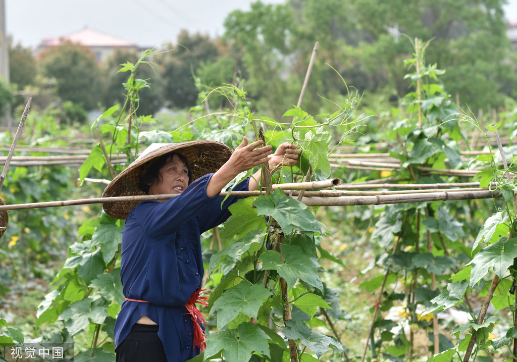 小满时节 农民抢抓农时进行劳作