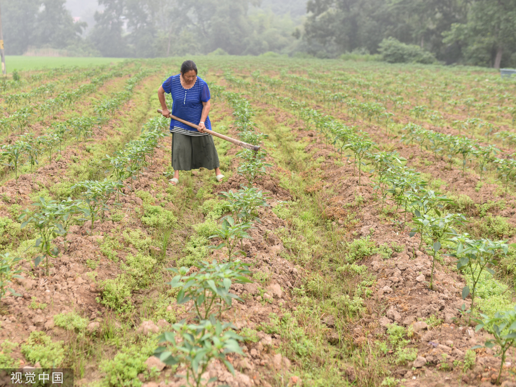 小满时节 农民抢抓农时进行劳作