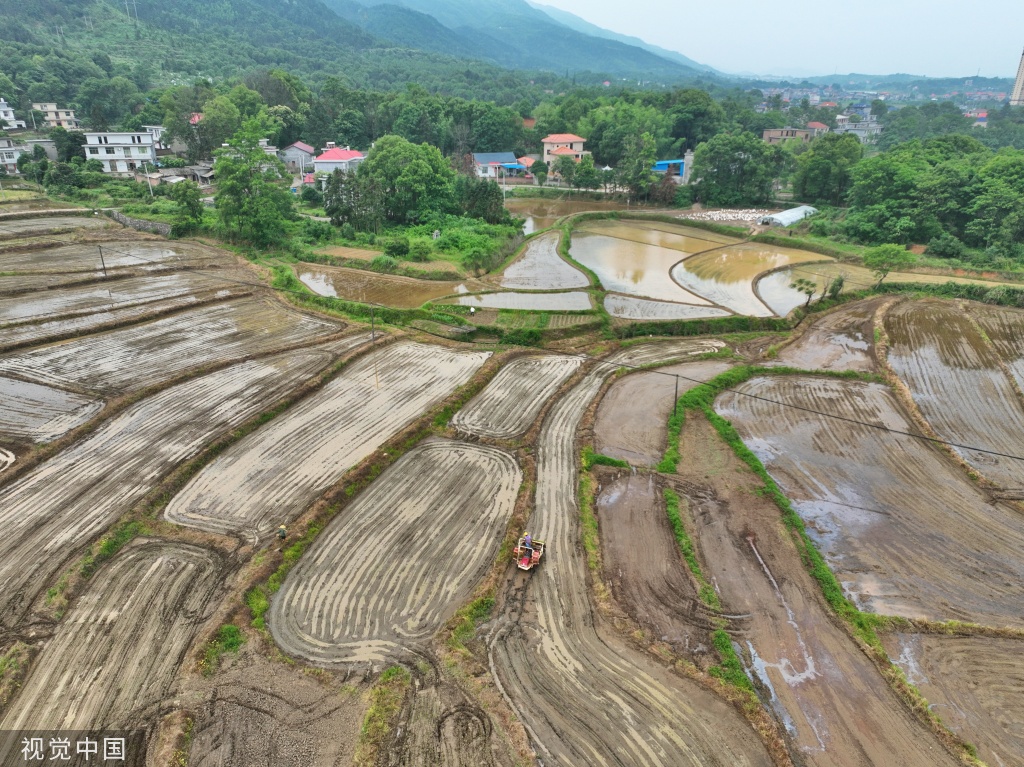 小满时节 农民抢抓农时进行劳作