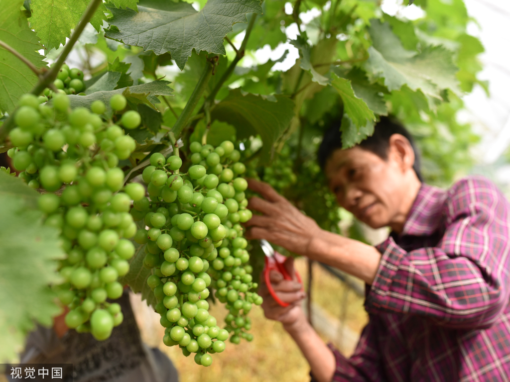 小满时节 农民抢抓农时进行劳作