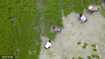 小满时节 农民抢抓农时进行劳作