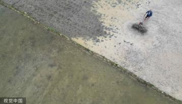 小满时节 农民抢抓农时进行劳作