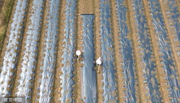 小满时节 农民抢抓农时进行劳作