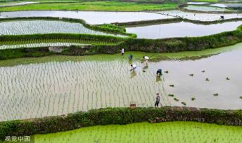 小满时节 农民抢抓农时进行劳作