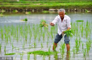 小满时节 农民抢抓农时进行劳作