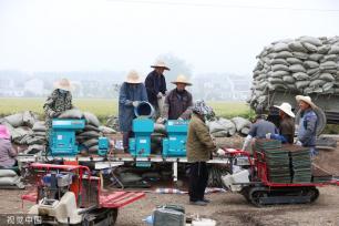 小满时节 农民抢抓农时进行劳作