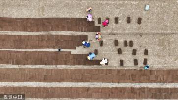 小满时节 农民抢抓农时进行劳作