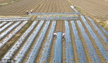 小满时节 农民抢抓农时进行劳作