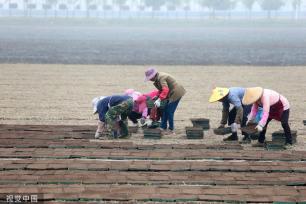 小满时节 农民抢抓农时进行劳作