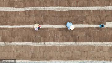 小满时节 农民抢抓农时进行劳作