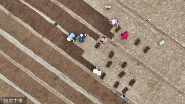 小满时节 农民抢抓农时进行劳作