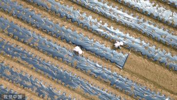 小满时节 农民抢抓农时进行劳作