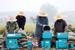 小满时节 农民抢抓农时进行劳作