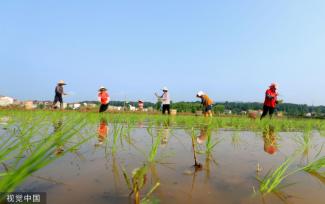 小满时节 农民抢抓农时进行劳作