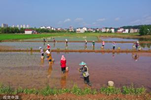 小满时节 农民抢抓农时进行劳作