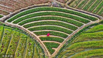 小满时节 农民抢抓农时进行劳作