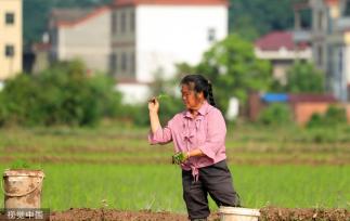 小满时节 农民抢抓农时进行劳作