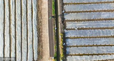 小满时节 农民抢抓农时进行劳作