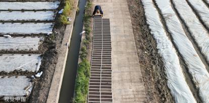 小满时节 农民抢抓农时进行劳作