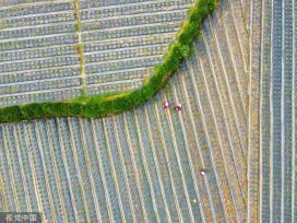 小满时节 农民抢抓农时进行劳作