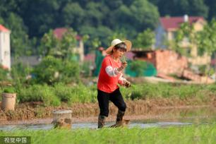 小满时节 农民抢抓农时进行劳作