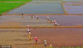 小满时节 农民抢抓农时进行劳作