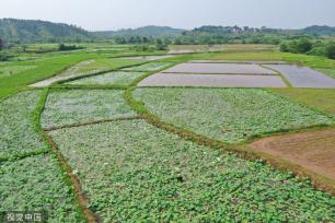 小满时节 农民抢抓农时进行劳作