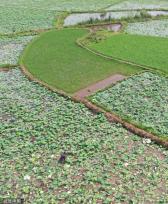 小满时节 农民抢抓农时进行劳作