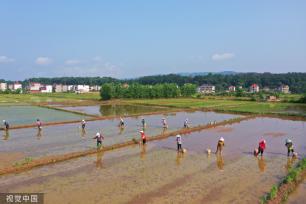 小满时节 农民抢抓农时进行劳作