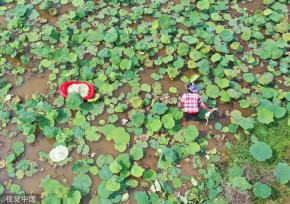 小满时节 农民抢抓农时进行劳作