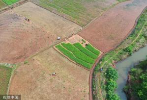 小满时节 农民抢抓农时进行劳作