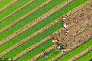 小满时节 农民抢抓农时进行劳作