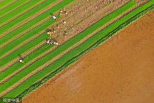 小满时节 农民抢抓农时进行劳作