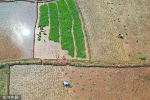 小满时节 农民抢抓农时进行劳作