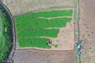 小满时节 农民抢抓农时进行劳作