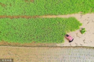 小满时节 农民抢抓农时进行劳作