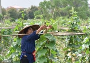 小满时节 农民抢抓农时进行劳作
