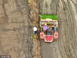 小满时节 农民抢抓农时进行劳作