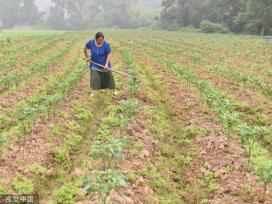 小满时节 农民抢抓农时进行劳作