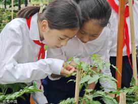合肥：小学生校园果蔬农场内学种菜