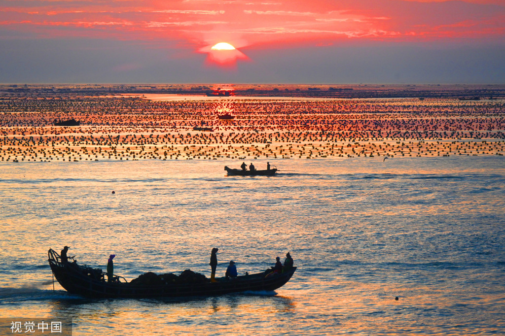 山东威海：渔民驾船收获海带