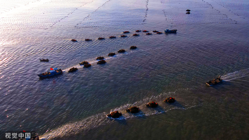 山东威海：渔民驾船收获海带