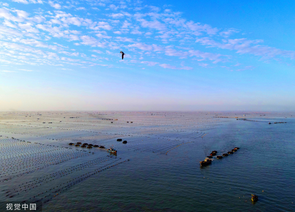 山东威海：渔民驾船收获海带